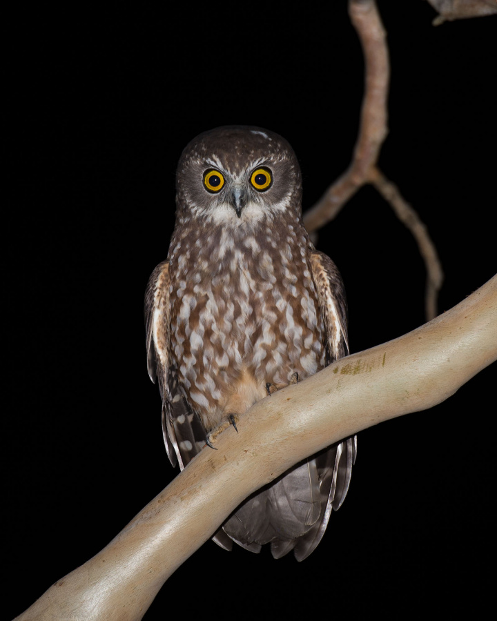 Tasmanian Boobook perched on a smooth branch at night by Richard Jackson