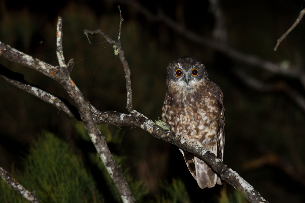 Tasmanian Boobook perched on a bare branch at night by Richard Jackson