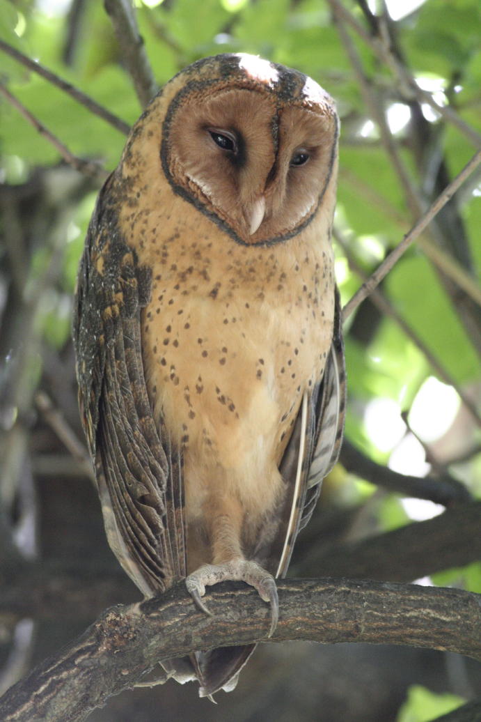 Portrait of a sleepy Tasmanian Masked Owl perched on one foot by Murray Lord