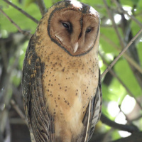 Tasmanian Masked Owl