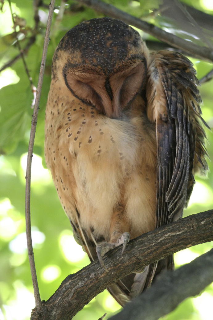 Tasmanian Masked Owl Owl with its head down preening beneath a wing by Murray Lord