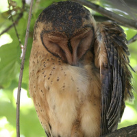 Tasmanian Masked Owl