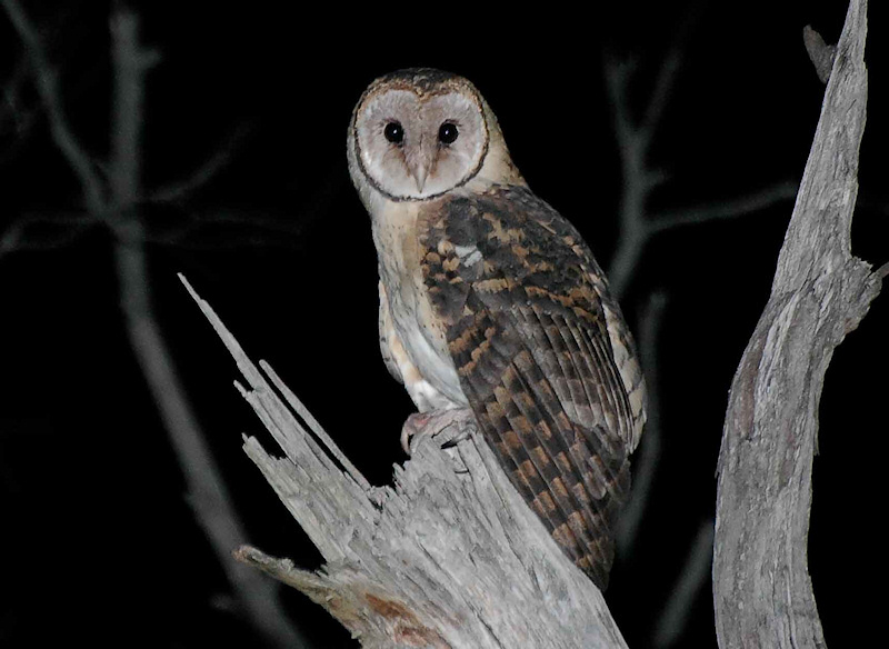 Tasmanian Masked Owl looking sideways at the photographer by Richard Jackson