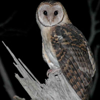 Tasmanian Masked Owl