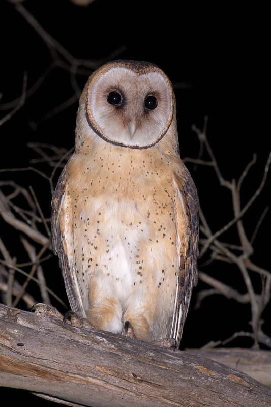 Close view of Tasmanian Masked Owl perched on a branch at night by Richard Jackson
