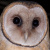 Tasmanian Masked Owl