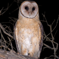 Tasmanian Masked Owl