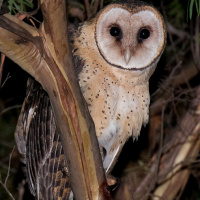 Tasmanian Masked Owl