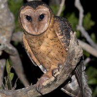 Tasmanian Masked Owl