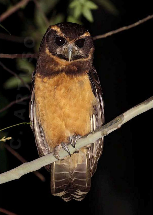 Close view of a Tawny-browed Owl perched on a branch at night by Christian Artuso
