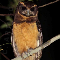 Tawny-browed Owl