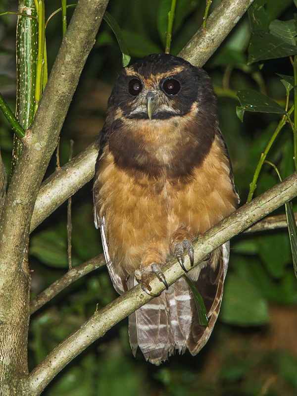 Tawny-browed Owl perched on a small branch at night by Francesco Veronesi