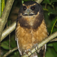 Tawny-browed Owl