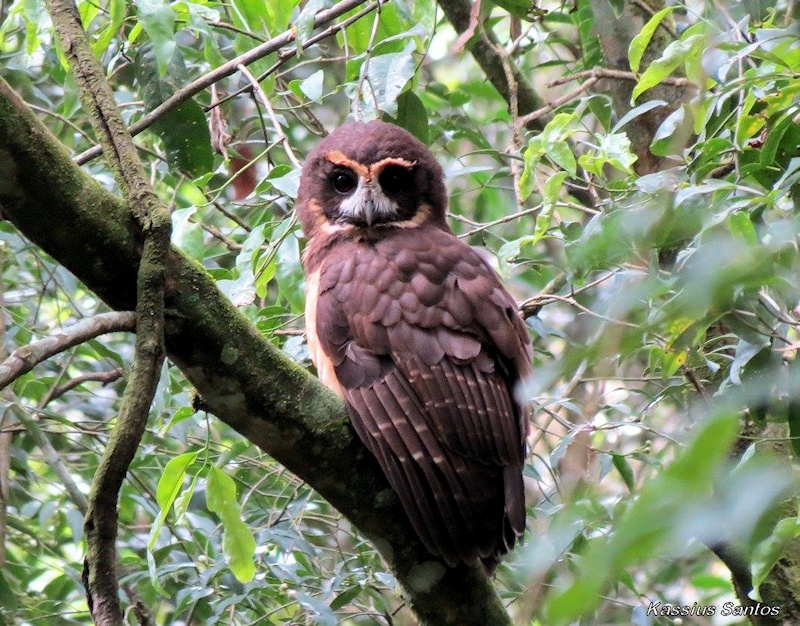 Rear side view of a Tawny-browed Owl looking back at us by Kassius Santos