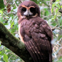 Tawny-browed Owl