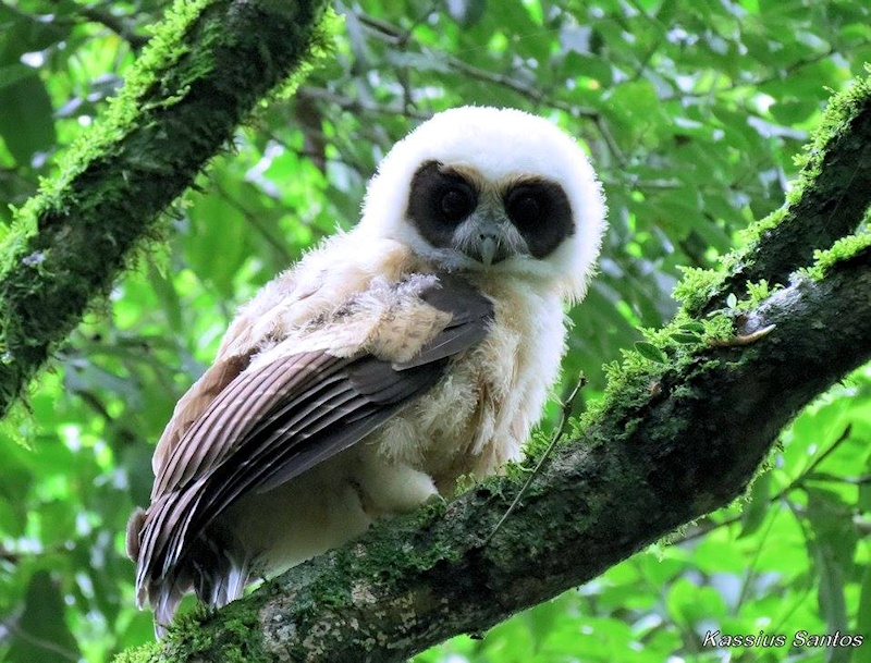 Young Tawny-browed Owl high on a mossy branch looking down by Kassius Santos