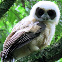 Tawny-browed Owl