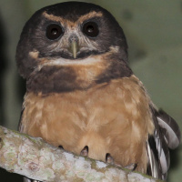 Tawny-browed Owl