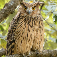 Tawny Fish Owl