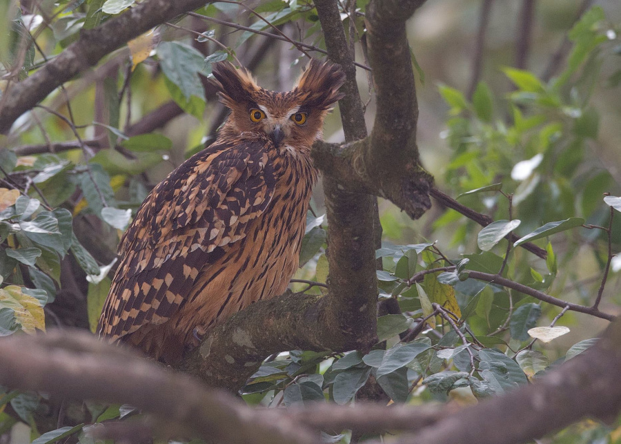 Tawny Fish Owl perched on a branch with erect ear-tufts by Sarwan Deep Singh