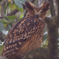 Tawny Fish Owl