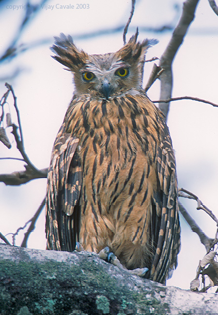 Tawny Fish Owl perched in a sparse tree by Vijay Cavale