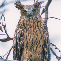 Tawny Fish Owl