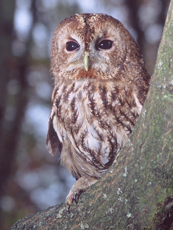 Tawny Owl peers out from behind a branch by Riccardo Di Paola