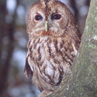 Tawny Owl