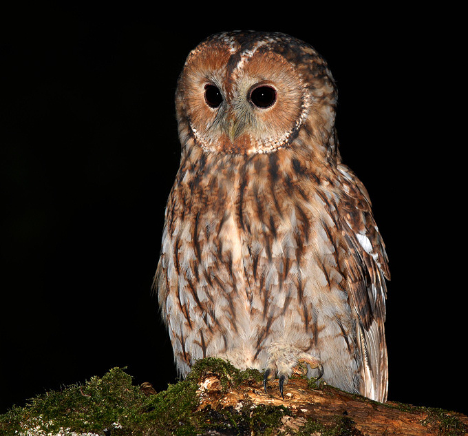 Tawny Owl perched on a mossy branch at night by Cezary Korkosz