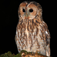 Tawny Owl