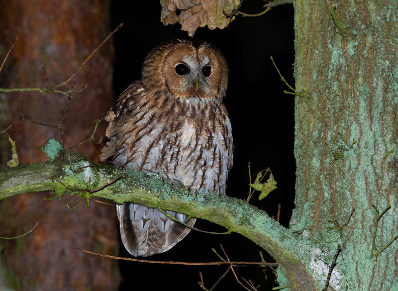 Tawny Owl perched on a curved branch at night by Cezary Korkosz