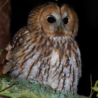 Tawny Owl