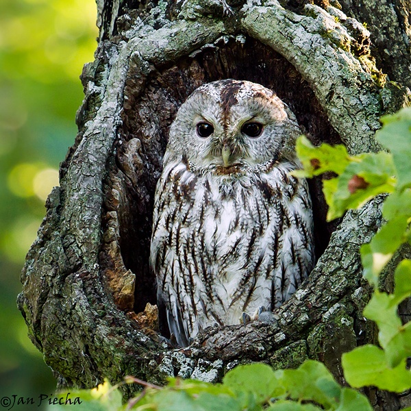 Grey Tawny Owl stands at the entrance to a nest hollow by Jan Piecha