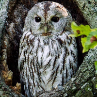 Tawny owl