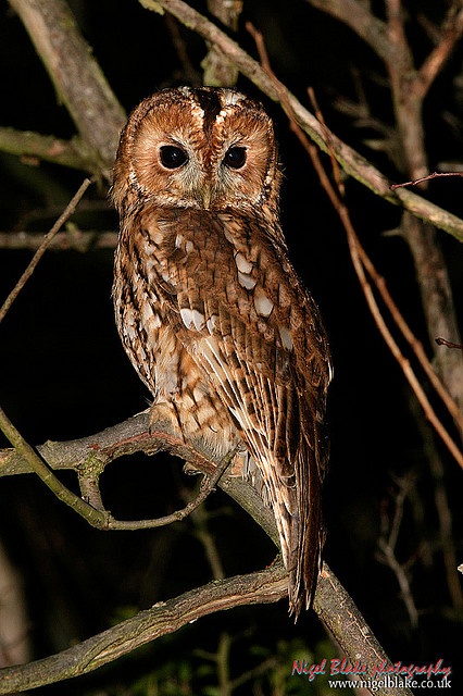 Rear view of a Tawny Owl looking back over its shoulder by Nigel Blake