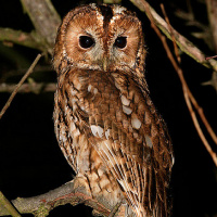 Tawny Owl