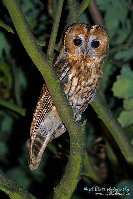 Tawny Owl perched on a branch at night by Nigel Blake