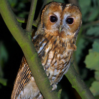 Tawny Owl