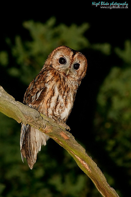 Tawny Owl perched in the open at night by Nigel Blake
