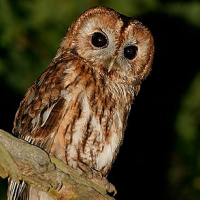 Tawny Owl