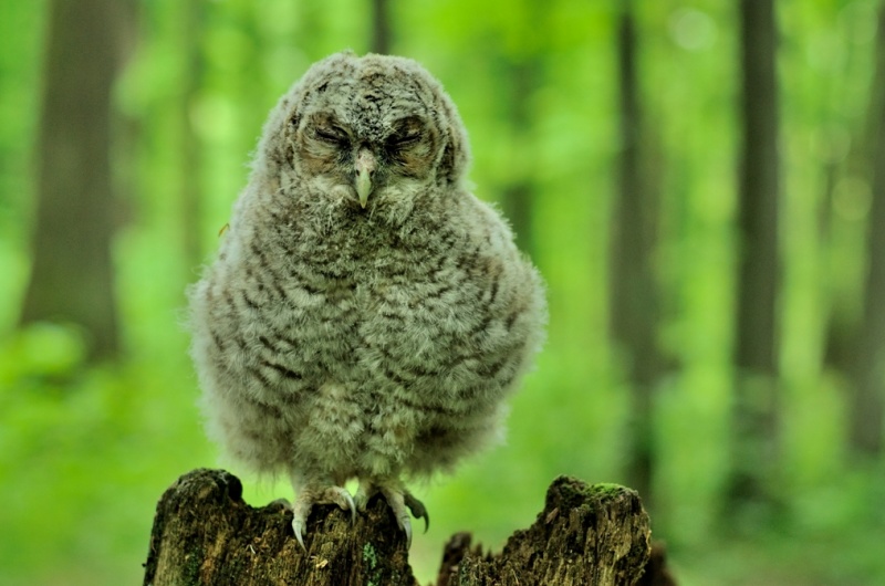 Young Tawny Owl perched on a tree stump with eyes closed by Piotr Bednarek