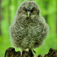 Tawny Owl