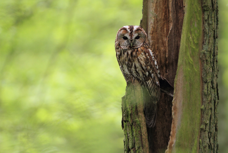 Tawny Owl perched in the hollow of a split tree by Tomasz Samolik