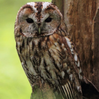 Tawny Owl