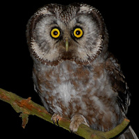 Boreal Owl