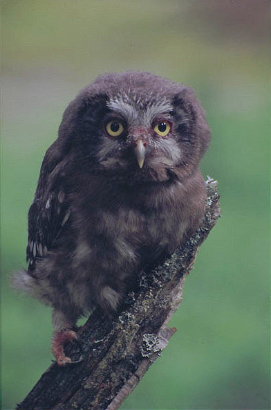 A young Tengmalm's Owl perched on a broken branch by José Santana