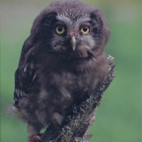 Boreal Owl