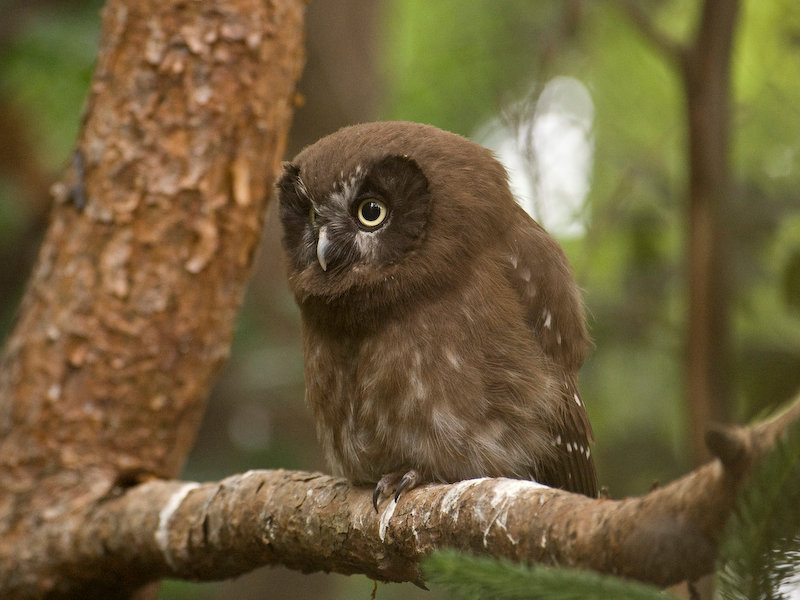 Close view of a young Tengmalm's Owl perched on a branch by Maik Meid