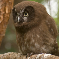 Boreal Owl